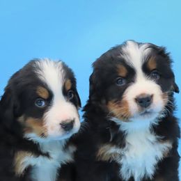Bernese Mountain Dogs from Jeremy's Bernese Mountain Dogs