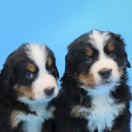 Bernese Mountain Dogs from Jeremy's Bernese Mountain Dogs