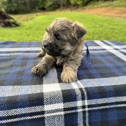 Cairn Terrier Puppies from KM Peaks Cairn Terriers