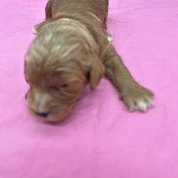 Taylor - Red female Cavapoo puppy in Burke, New York from Patti’s Puppies