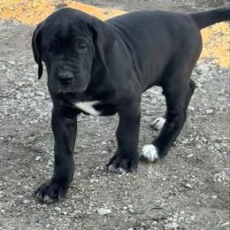 Girl 4 - Black and white female Great Dane puppy in Indianola, Iowa from Bull West Kennels