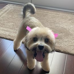 Maltipoo, Yorkipoo, and Yorkshire Terrier All Grown Up from Mandy's Poodle's
