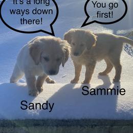 Golden Retriever Puppies from Ginn’s Golden Retrievers
