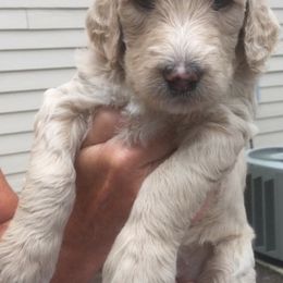 Goldendoodle Puppies from Carol Vancil