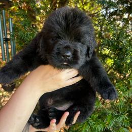 Red Collar - Black female Newfoundland puppy in New York from Johnson Farms