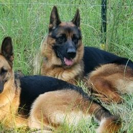 German Shepherds from Hartland's AKC German Shepherds