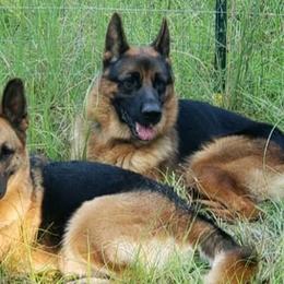 German Shepherds from Hartland's AKC German Shepherds
