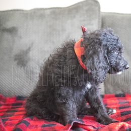 Goldendoodle Puppies from Doodle Me This Goldendoodles