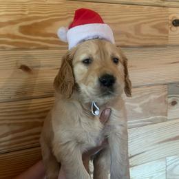Pink Girl - Golden female Golden Retriever puppy in Hendersonville, North Carolina from Apple Country Retrievers