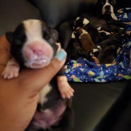 Boston Terrier Puppies from The Christian Bostons