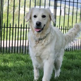 yuki - Golden Retriever