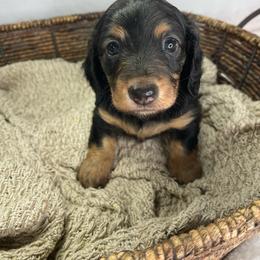 Nellie - Black and tan female Dachshund puppy in Norwood, Missouri from A&J Weenies