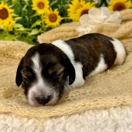 Bramble - Cream male Dachshund puppy in Lakeland, Florida from Ruthie’s Rich Mini Dachshunds