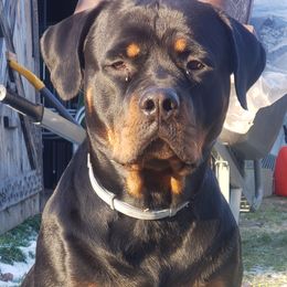 Brinley - Rottweiler