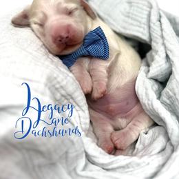 Dachshund Puppies from Legacy Lane Dachshunds