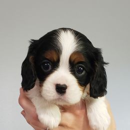 Cavalier King Charles Spaniels, Companion Crosses, and Maltese from Nelson Cavaliers