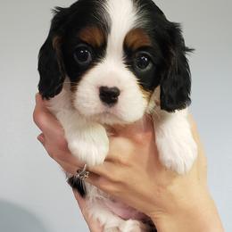 Cavalier King Charles Spaniels, Companion Crosses, and Maltese from Nelson Cavaliers