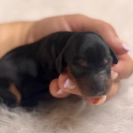 Raney - Black and tan female Dachshund puppy in Fayetteville, Arkansas from Natural State Dachshunds