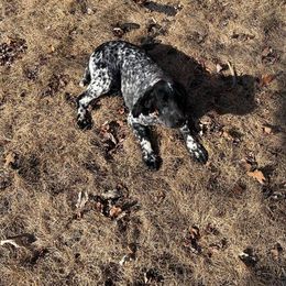 Blu - English Cocker Spaniel