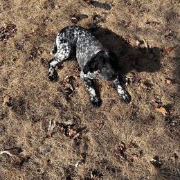 Blu - English Cocker Spaniel