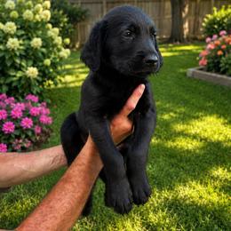 Wesson - Black male Labradoodle puppy in Washington, Pennsylvania from Patriotic Poodles