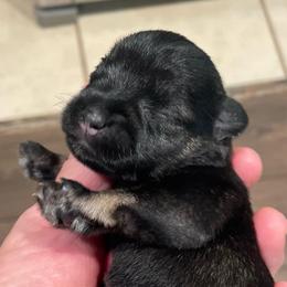 Celeste - Salt and pepper female Miniature Schnauzer puppy in Interlachen, Florida from Pam's Schnauzers