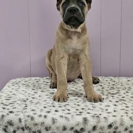 Cane Corso Puppies from RRR Corsos
