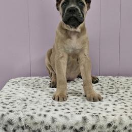 Cane Corso Puppies from RRR Corsos