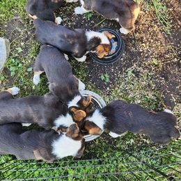 Pembroke Welsh Corgi Puppies from Gemmrig Farm