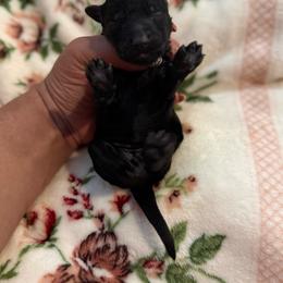 Faith - Black female Goldendoodle puppy in Warsaw, Ohio from Lovabledoodles