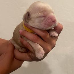 Yellow - Buff female Cocker Spaniel puppy in Corcoran, California from Finest cocker spaniel