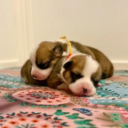 Girl 3 - Red female Pembroke Welsh Corgi puppy in Yulee, Florida from Pembroke Welsh Corgis at Belle Haven
