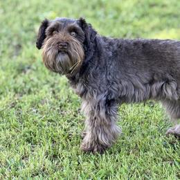 Kenzie - Miniature Schnauzer