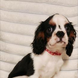 Churchill - Tri-color male Cavalier King Charles Spaniel puppy in Wilburton, Oklahoma from My Kids Kennel
