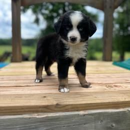 Rubble - Black tri male Miniature Australian Shepherd puppy in Doddridge, Arkansas from Huddleston Farm