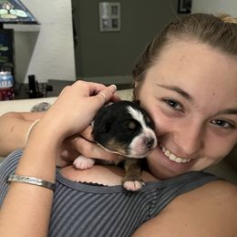 Australian Shepherd and Miniature Australian Shepherd Puppies from KMooreAussies