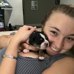 Australian Shepherd and Miniature Australian Shepherd Puppies from KMooreAussies