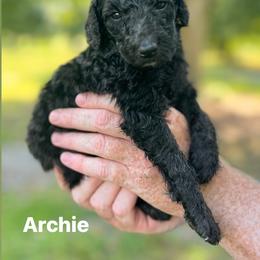 Archie - Black male Poodle puppy in Athens, Georgia from Alexander’s Standard Poodles