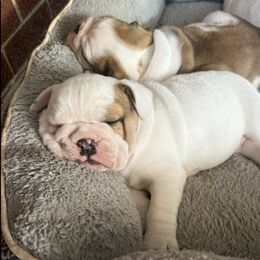 Bulldogs from Thornburg's Bulldogs