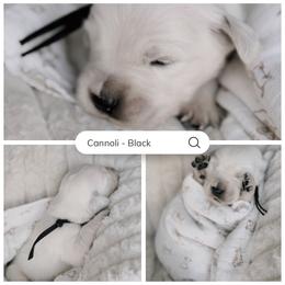 Cannoli - black collar - Light golden male Golden Retriever puppy in Noblesville, Indiana from Ivory & Pine Goldens