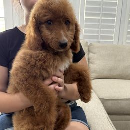 Red - Red  male Goldendoodle puppy in Bakersfield, California from Lavish Doodles