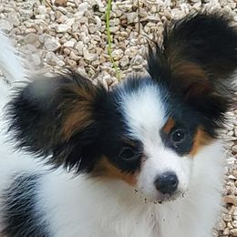 Papillon Puppies from Clearlake Papillons