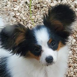 Papillon Puppies from Clearlake Papillons