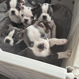 Aspen (AKC blue brindle boy) - Black brindle and white Boston Terrier puppy in Belleville, Illinois from Belleville Bostons