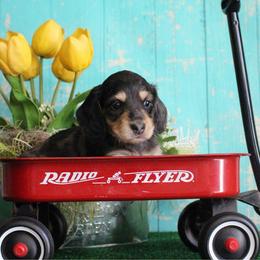 Edna - Dapple female Dachshund puppy in Pace, Florida from Shoebox Doxie’s