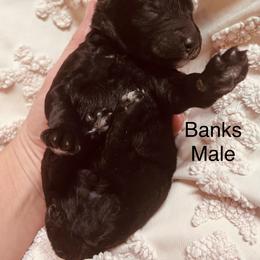 Banks - Black male Poodle puppy in Woodleaf, North Carolina from Circle T Ranch K9s