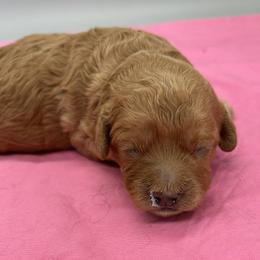 Girl 3 - female Cavapoo puppy in Burke, New York from Patti’s Puppies
