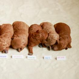 Goldendoodle and Golden Retriever Puppies from Cascade Pups