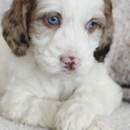Springerdoodle Puppies from Just Doodling