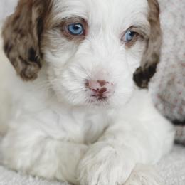 Springerdoodle Puppies from Just Doodling